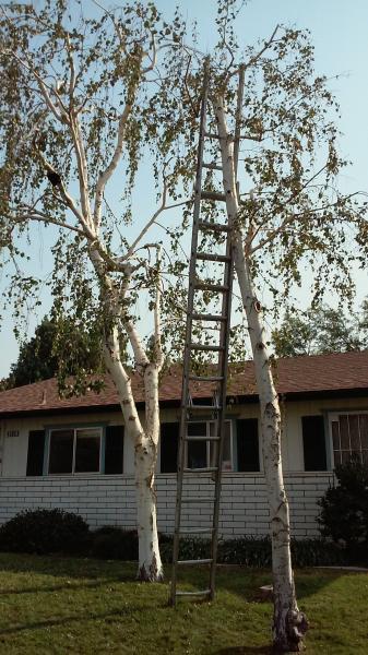 tree
