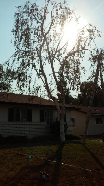 tree