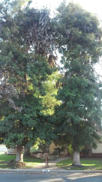 tree