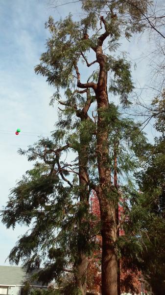 tree