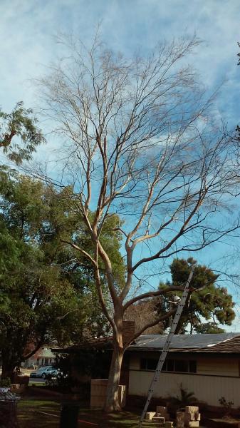 tree