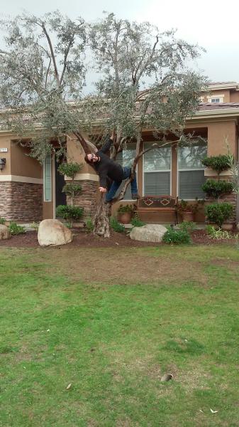 tree