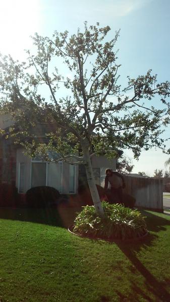 tree