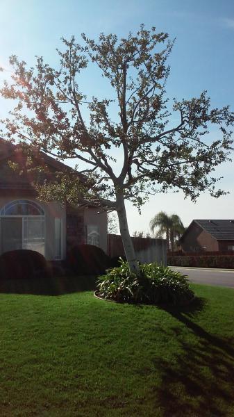 tree