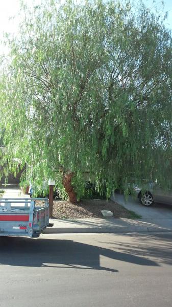 tree