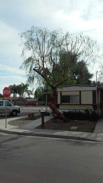 tree