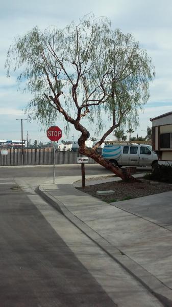 tree