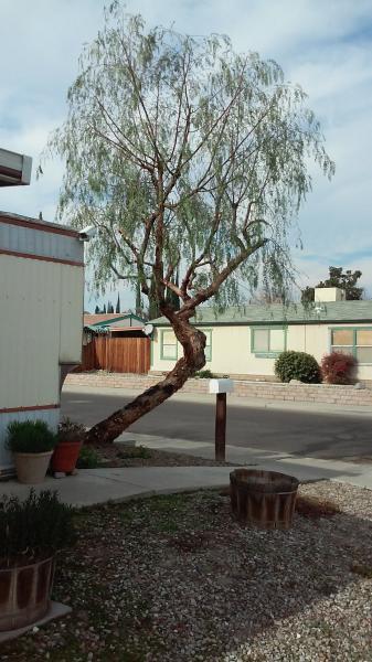 tree