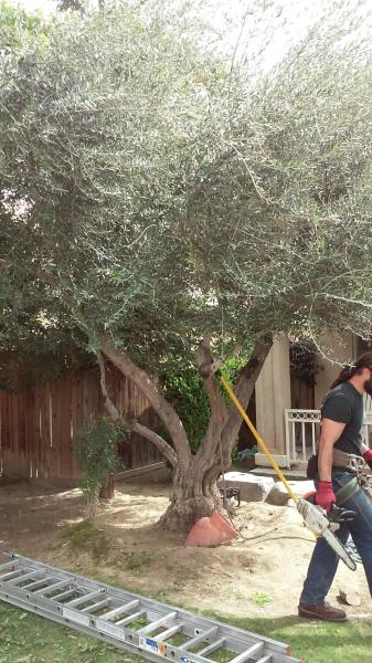 tree