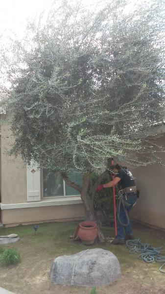 tree