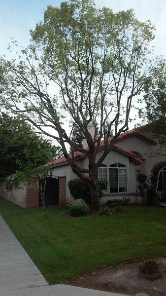 tree