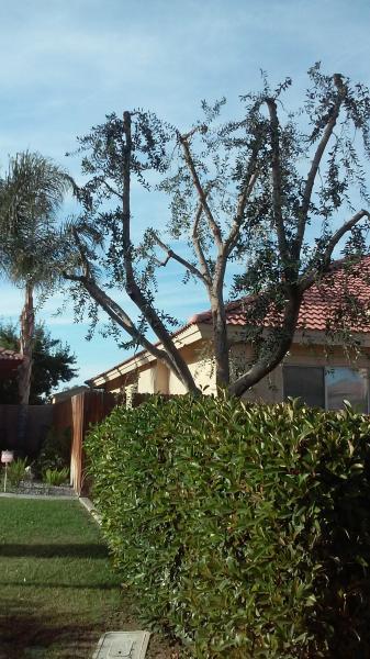 tree