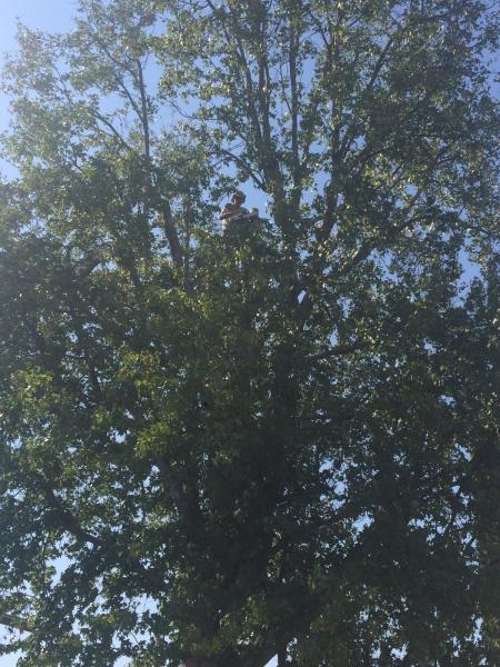 tree