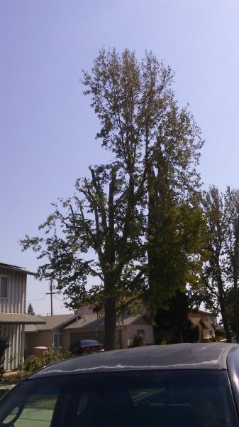 tree