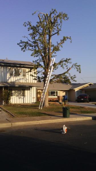 tree