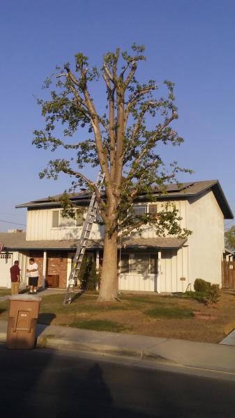 tree