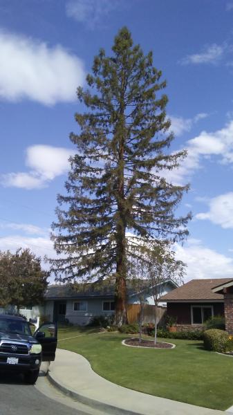 tree