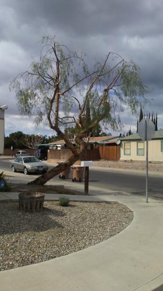 tree