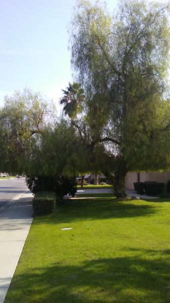 tree