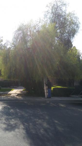 tree