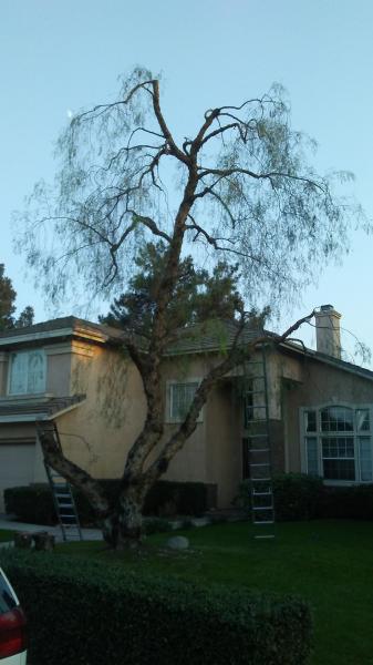 tree
