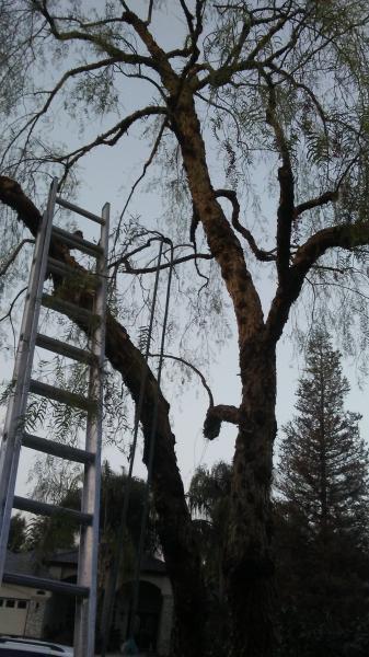 tree