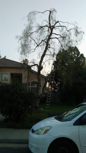 tree