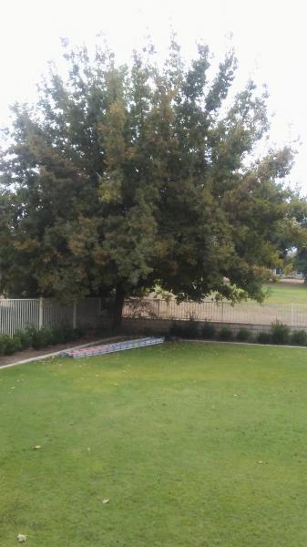 tree