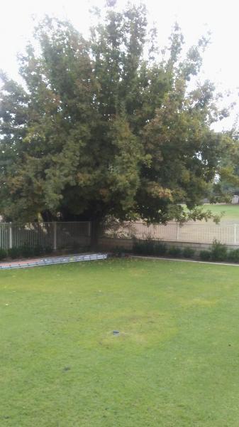 tree