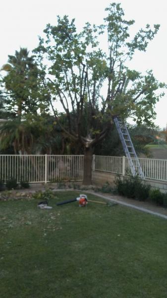 tree