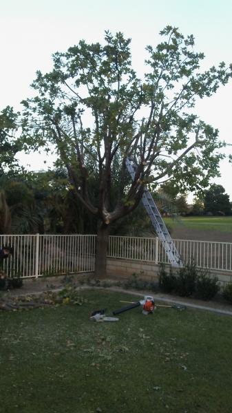 tree