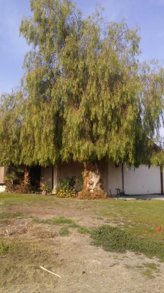 tree