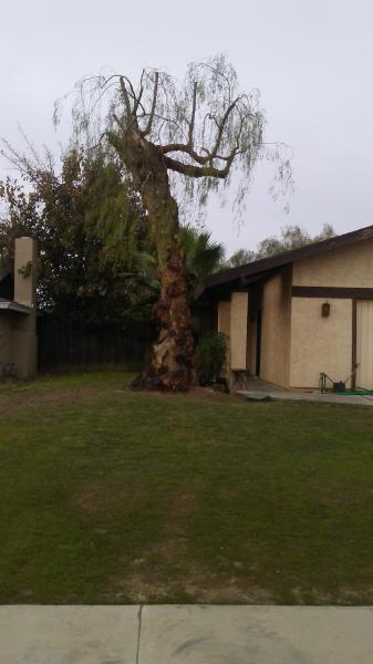 tree