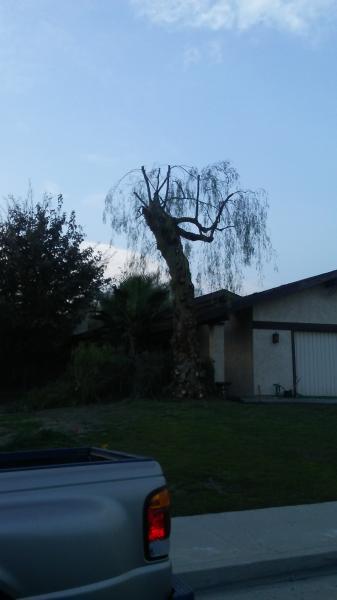 tree