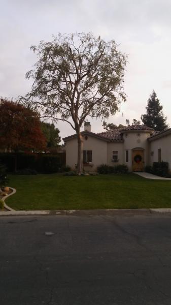 tree