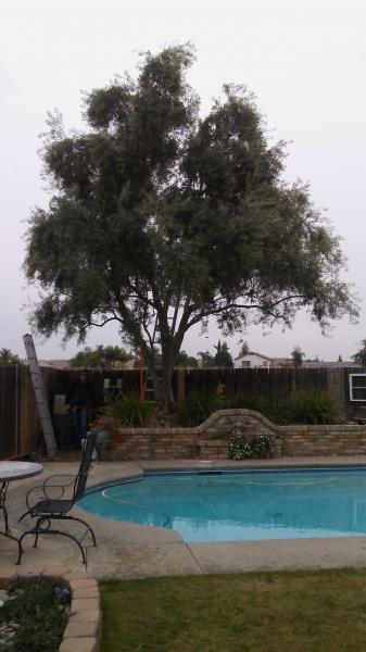 tree