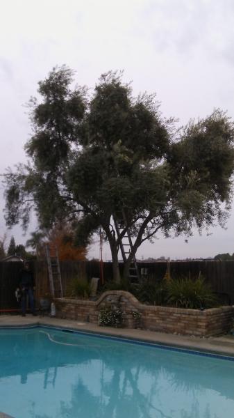 tree