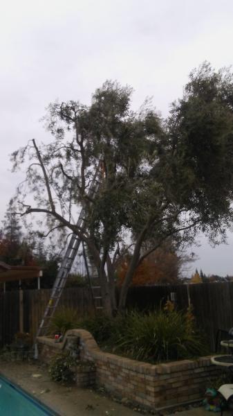 tree