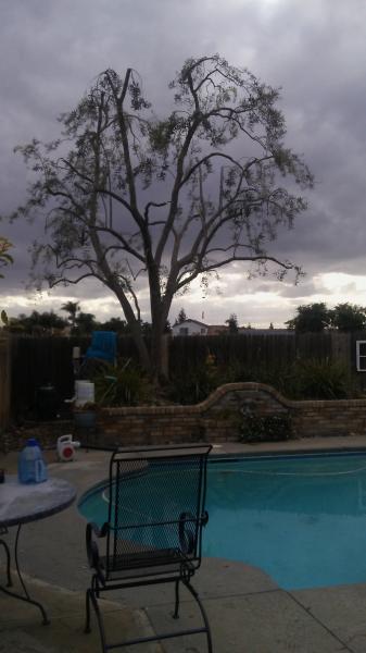 tree