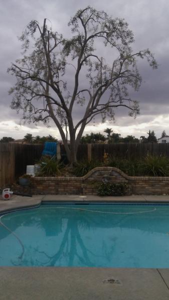 tree