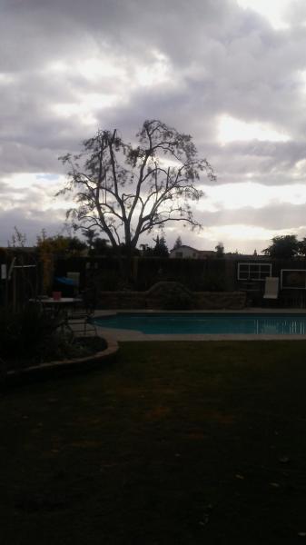 tree