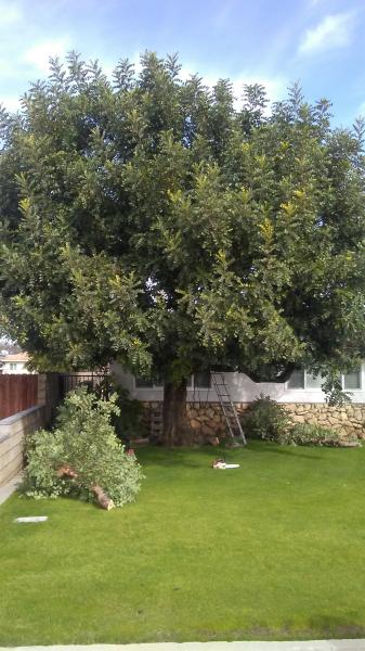 tree