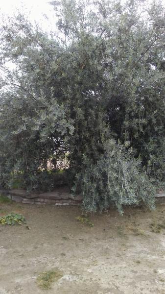 tree