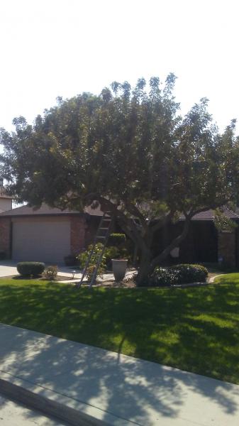 tree