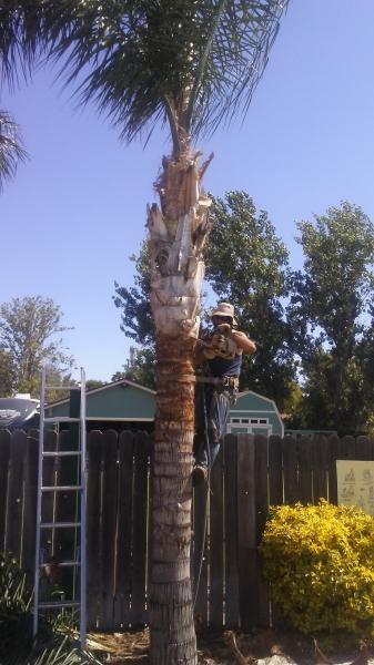 tree