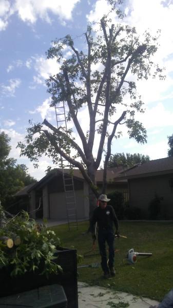 tree