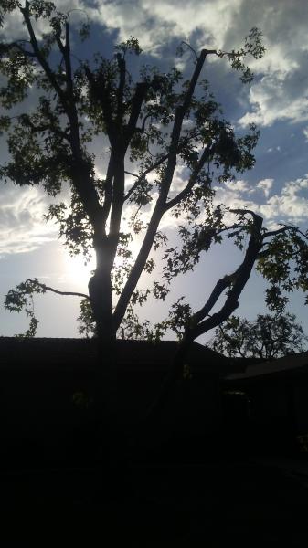 tree