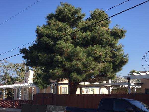 tree