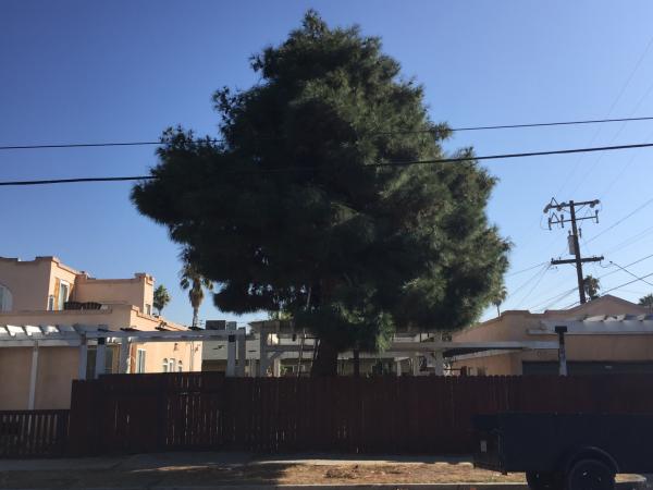 tree