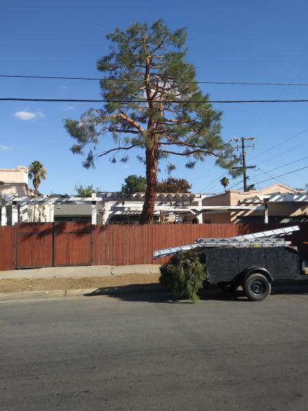 tree